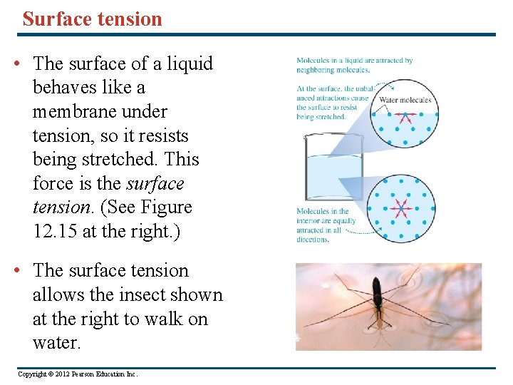 Surface tension • The surface of a liquid behaves like a membrane under tension,