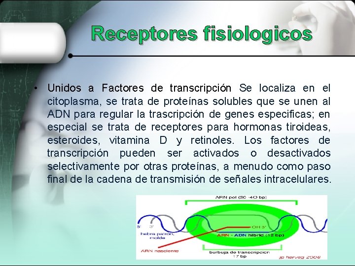 Receptores fisiologicos • Unidos a Factores de transcripción Se localiza en el citoplasma, se