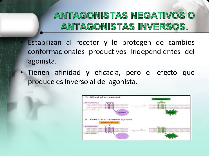 ANTAGONISTAS NEGATIVOS O ANTAGONISTAS INVERSOS. • Estabilizan al recetor y lo protegen de cambios