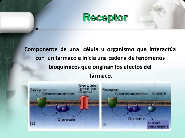 Receptor Componente de una célula u organismo que interactúa con un fármaco e inicia