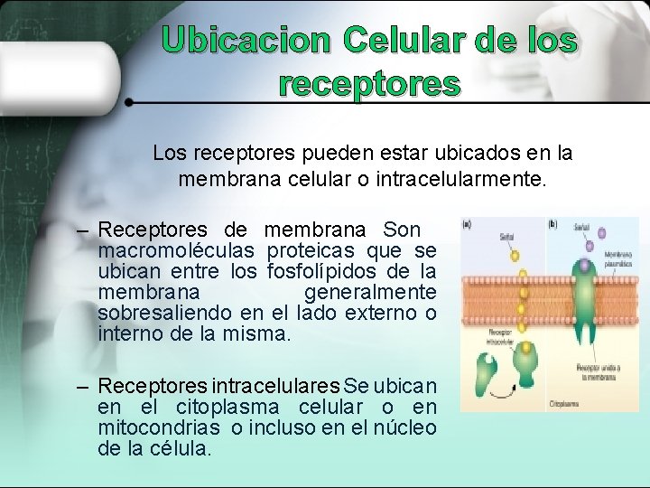 Ubicacion Celular de los receptores Los receptores pueden estar ubicados en la membrana celular