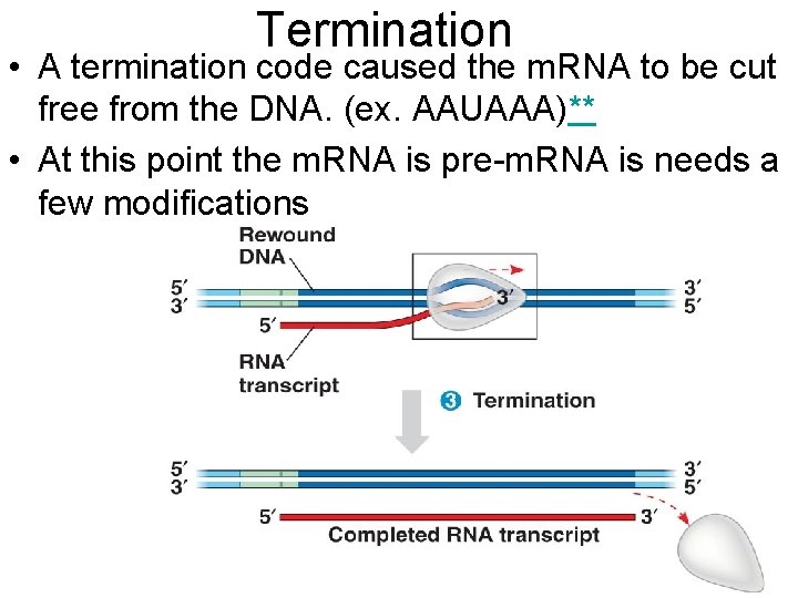 Termination • A termination code caused the m. RNA to be cut free from