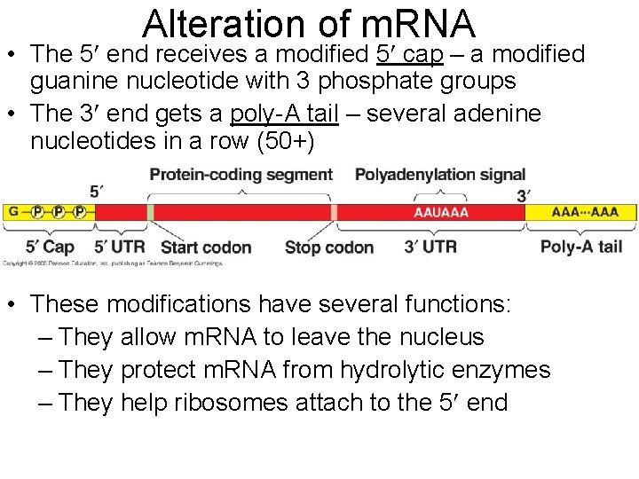Alteration of m. RNA • The 5 end receives a modified 5 cap –