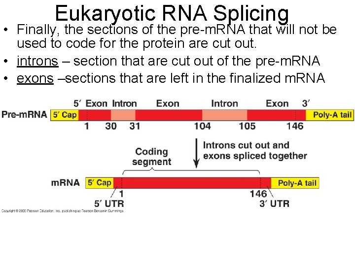 Eukaryotic RNA Splicing • Finally, the sections of the pre-m. RNA that will not
