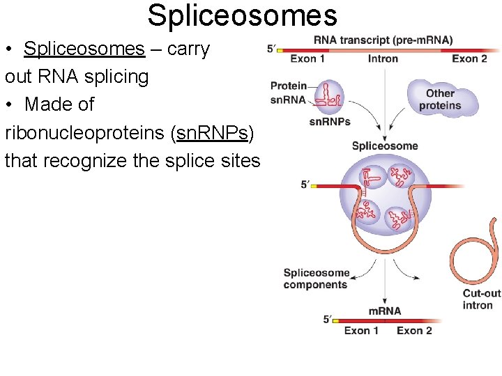 Spliceosomes • Spliceosomes – carry out RNA splicing • Made of ribonucleoproteins (sn. RNPs)