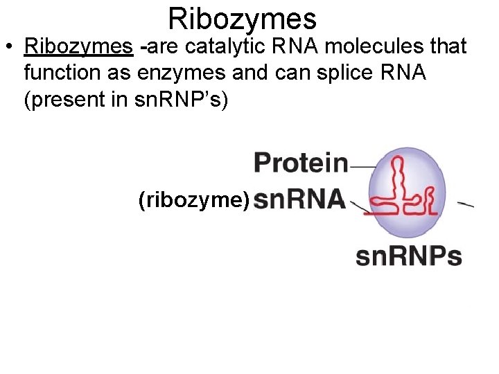 Ribozymes • Ribozymes -are catalytic RNA molecules that function as enzymes and can splice