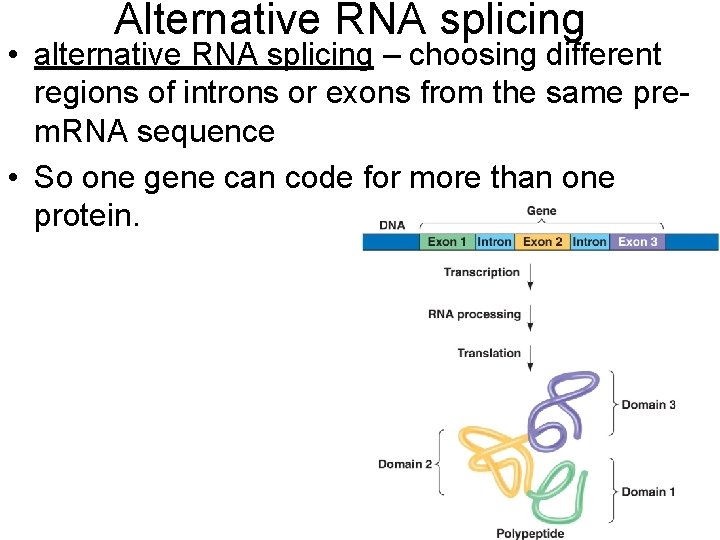 Alternative RNA splicing • alternative RNA splicing – choosing different regions of introns or