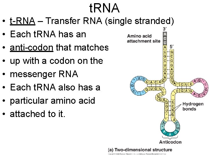 t. RNA • • t-RNA – Transfer RNA (single stranded) Each t. RNA has