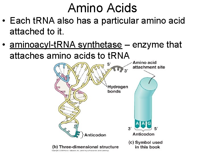 Amino Acids • Each t. RNA also has a particular amino acid attached to