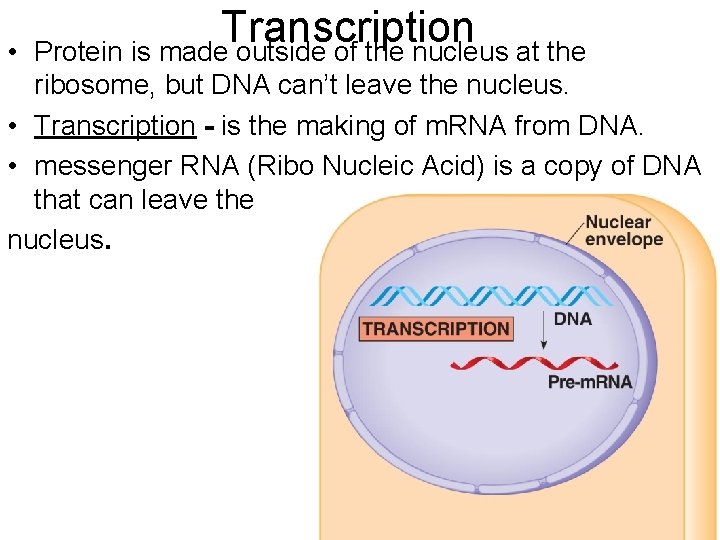  • Transcription Protein is made outside of the nucleus at the ribosome, but