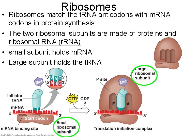 Ribosomes • Ribosomes match the t. RNA anticodons with m. RNA codons in protein
