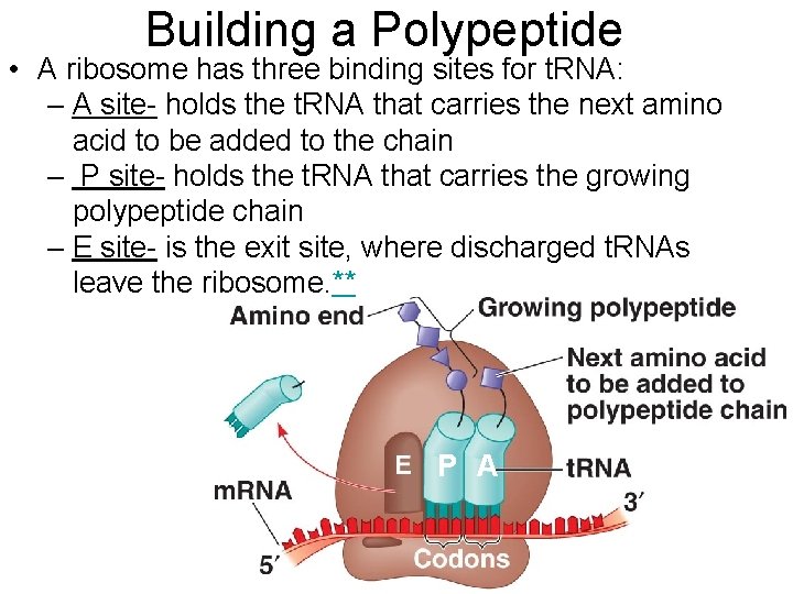 Building a Polypeptide • A ribosome has three binding sites for t. RNA: –