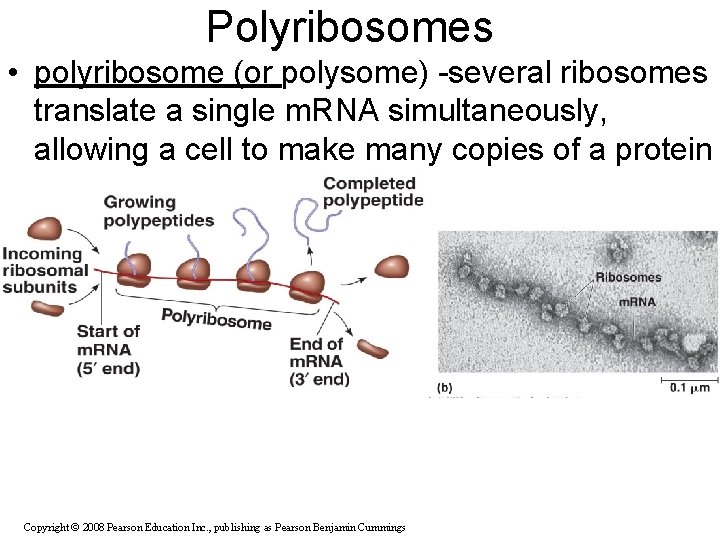 Polyribosomes • polyribosome (or polysome) -several ribosomes translate a single m. RNA simultaneously, allowing