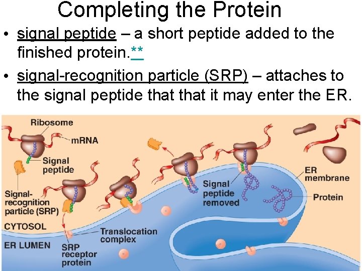 Completing the Protein • signal peptide – a short peptide added to the finished