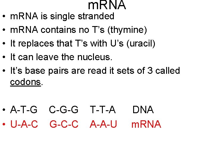  • • • m. RNA is single stranded m. RNA contains no T’s