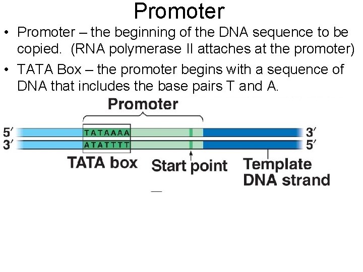 Promoter • Promoter – the beginning of the DNA sequence to be copied. (RNA