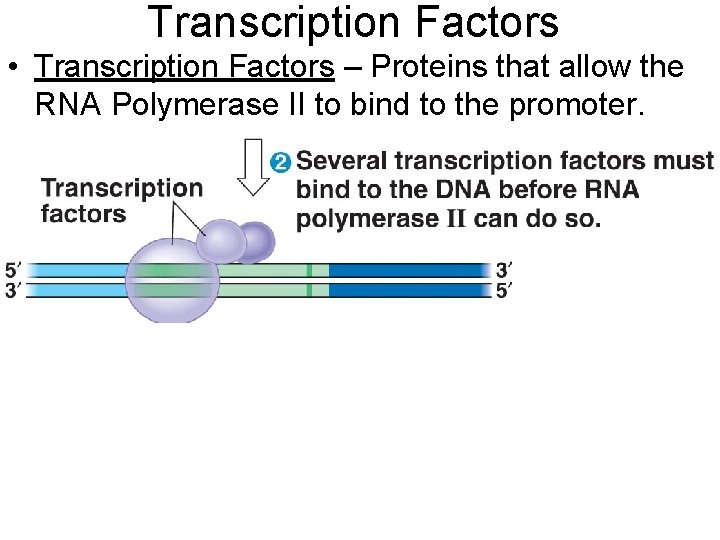 Transcription Factors • Transcription Factors – Proteins that allow the RNA Polymerase II to