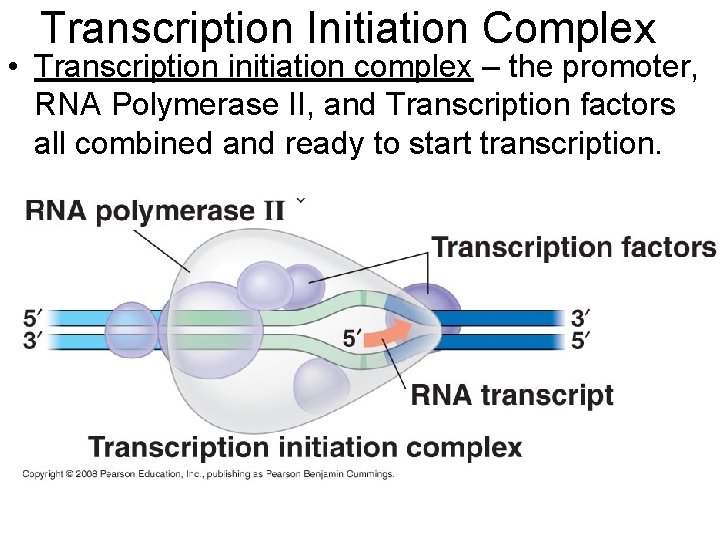 Transcription Initiation Complex • Transcription initiation complex – the promoter, RNA Polymerase II, and