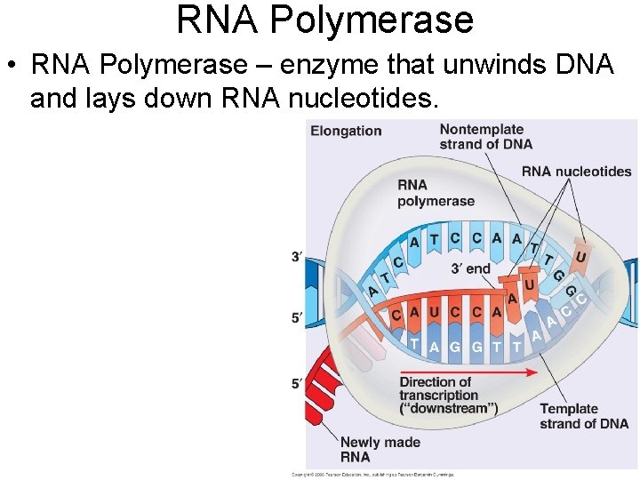 RNA Polymerase • RNA Polymerase – enzyme that unwinds DNA and lays down RNA