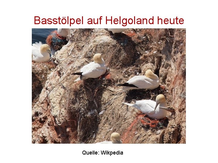 Basstölpel auf Helgoland heute Quelle: Wikpedia 