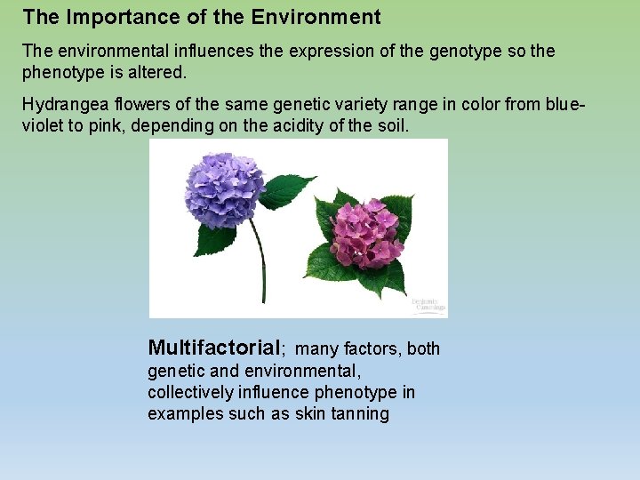 The Importance of the Environment The environmental influences the expression of the genotype so