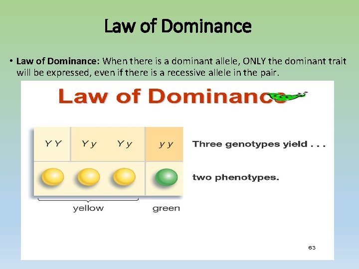 Law of Dominance • Law of Dominance: When there is a dominant allele, ONLY