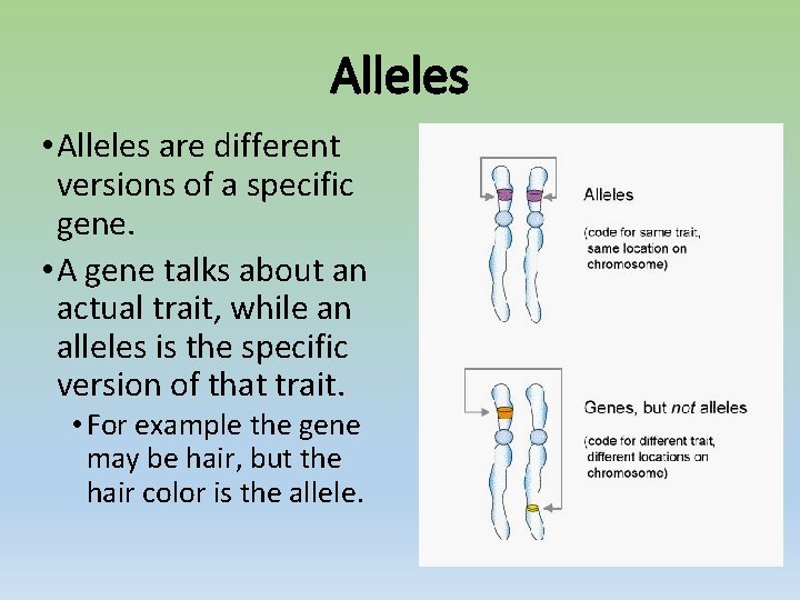 Alleles • Alleles are different versions of a specific gene. • A gene talks