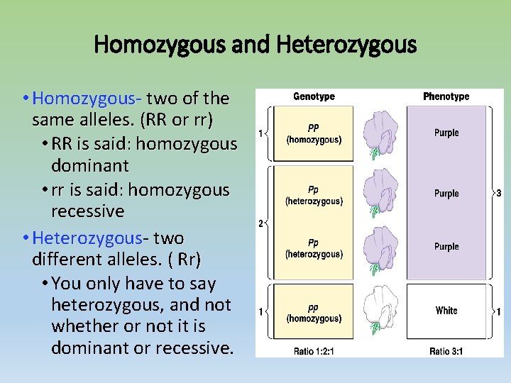 Homozygous and Heterozygous • Homozygous- two of the same alleles. (RR or rr) •