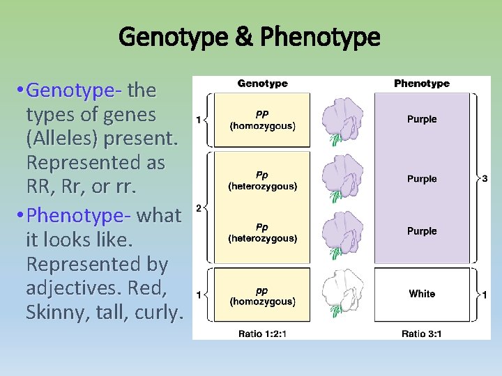 Genotype & Phenotype • Genotype- the types of genes (Alleles) present. Represented as RR,