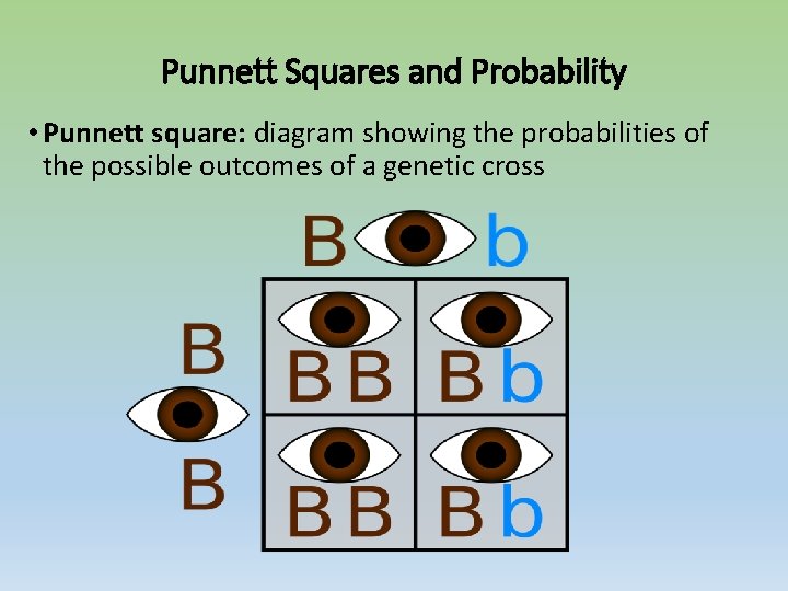 Punnett Squares and Probability • Punnett square: diagram showing the probabilities of the possible