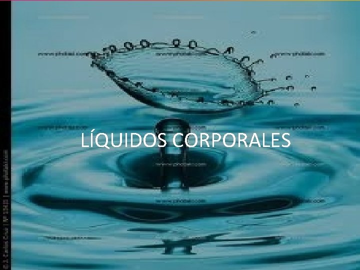LÍQUIDOS CORPORALES 