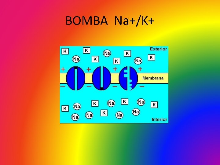 BOMBA Na+/K+ 