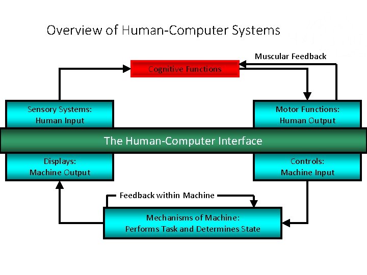 Overview of Human-Computer Systems Muscular Feedback Cognitive Functions Sensory Systems: Human Input Motor Functions: