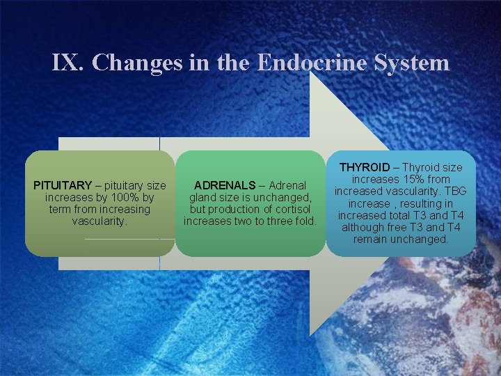 IX. Changes in the Endocrine System PITUITARY – pituitary size increases by 100% by