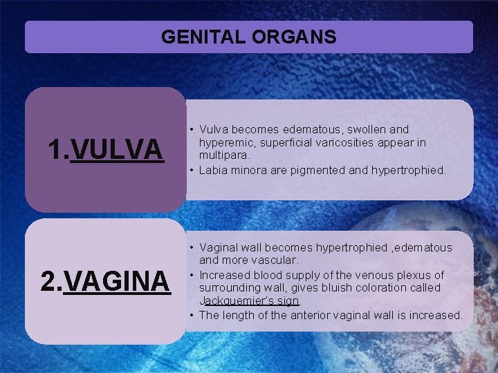 GENITAL ORGANS 1. VULVA 2. VAGINA • Vulva becomes edematous, swollen and hyperemic, superficial