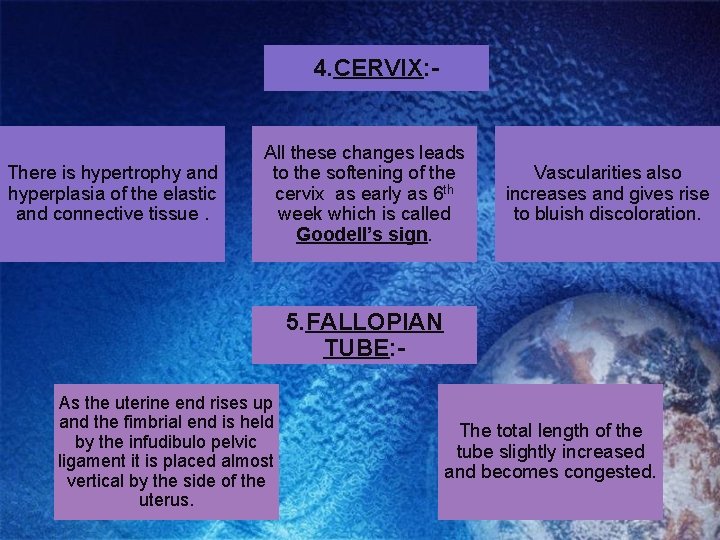 4. CERVIX: - There is hypertrophy and hyperplasia of the elastic and connective tissue.