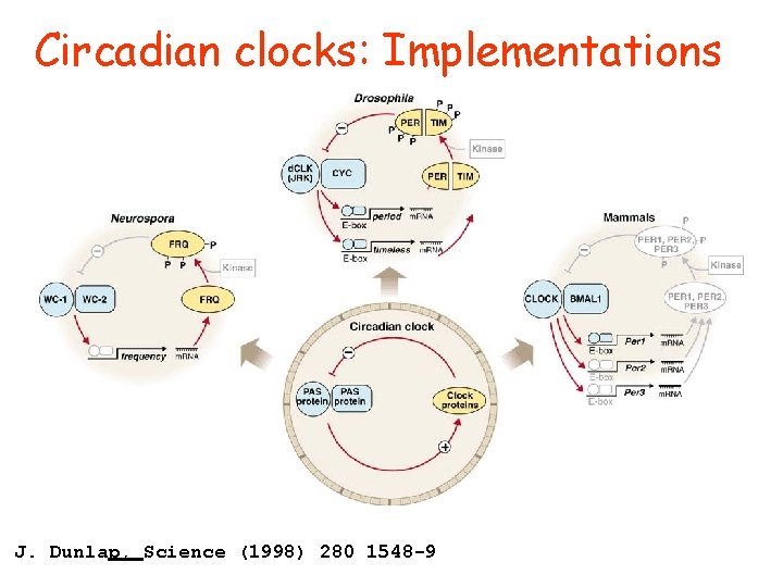 Circadian clocks: Implementations J. Dunlap, Science (1998) 280 1548 -9 