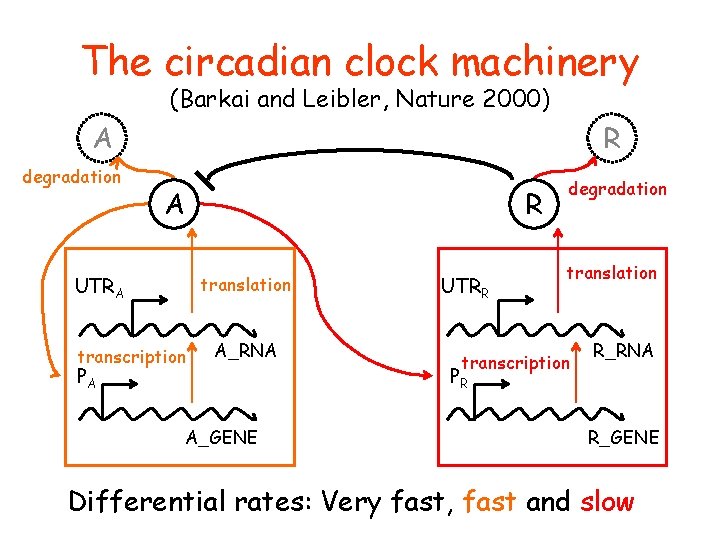 The circadian clock machinery (Barkai and Leibler, Nature 2000) A degradation R A R