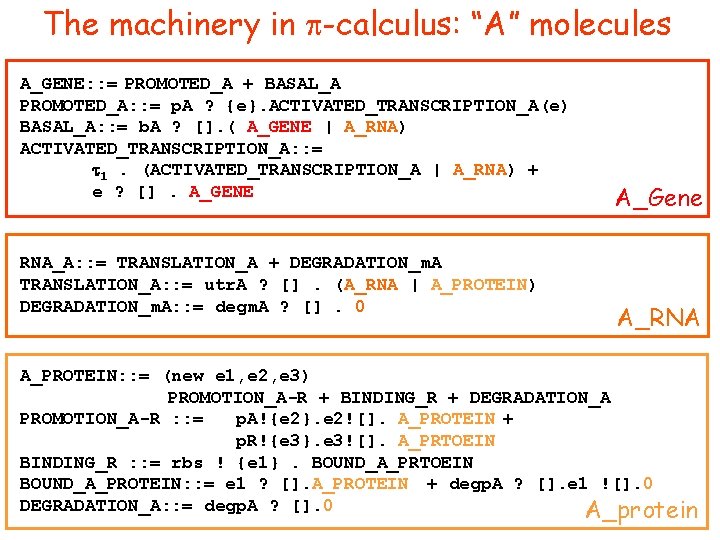 The machinery in p-calculus: “A” molecules A_GENE: : = PROMOTED_A + BASAL_A PROMOTED_A: :