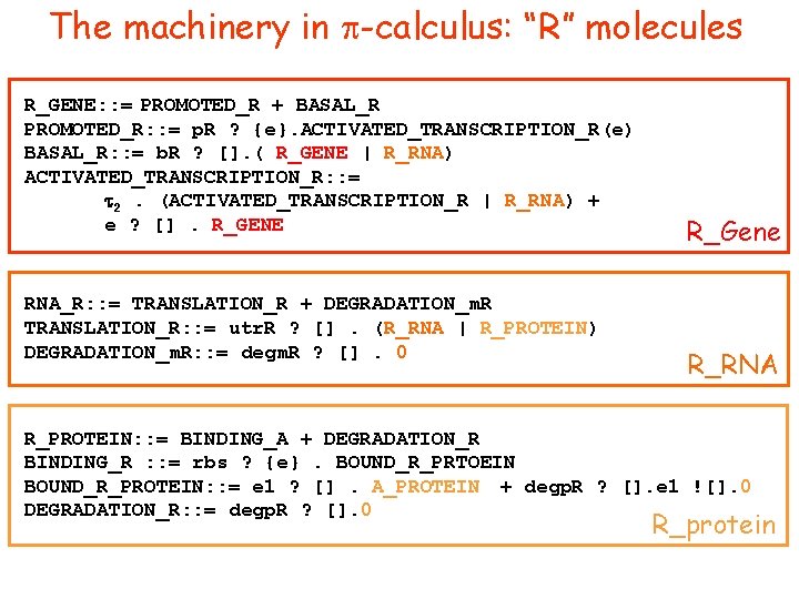 The machinery in p-calculus: “R” molecules R_GENE: : = PROMOTED_R + BASAL_R PROMOTED_R: :
