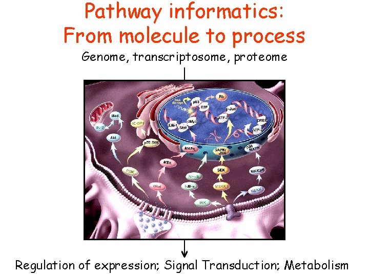 Pathway informatics: From molecule to process Genome, transcriptosome, proteome Regulation of expression; Signal Transduction;