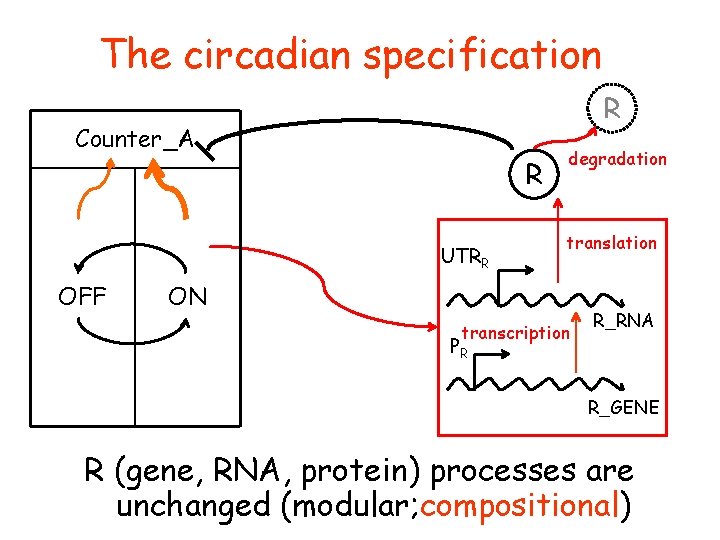 The circadian specification R Counter_A R UTRR OFF degradation translation ON transcription PR R_RNA