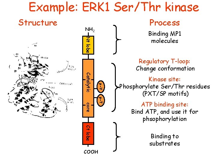 Example: ERK 1 Ser/Thr kinase Structure Process NH 2 Nt lobe Binding MP 1