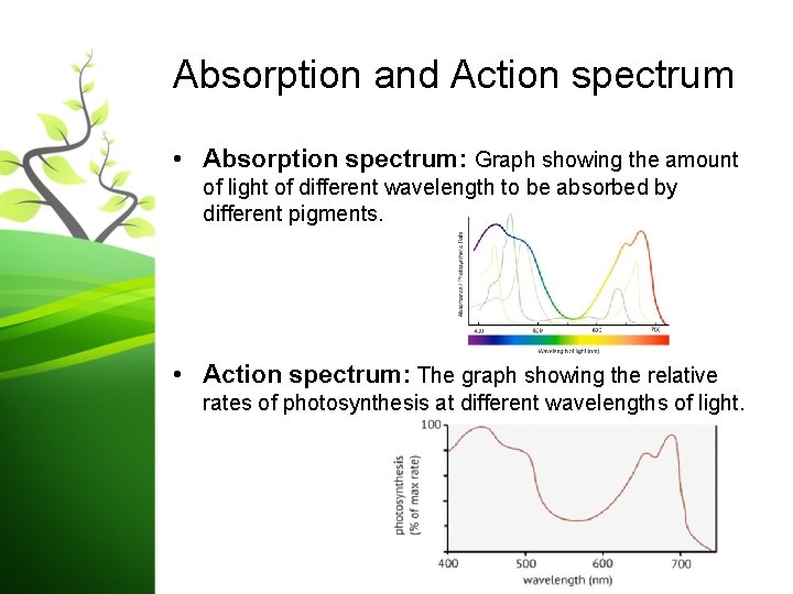 Photosynthesis in plants Overview Photosynthesis is the process