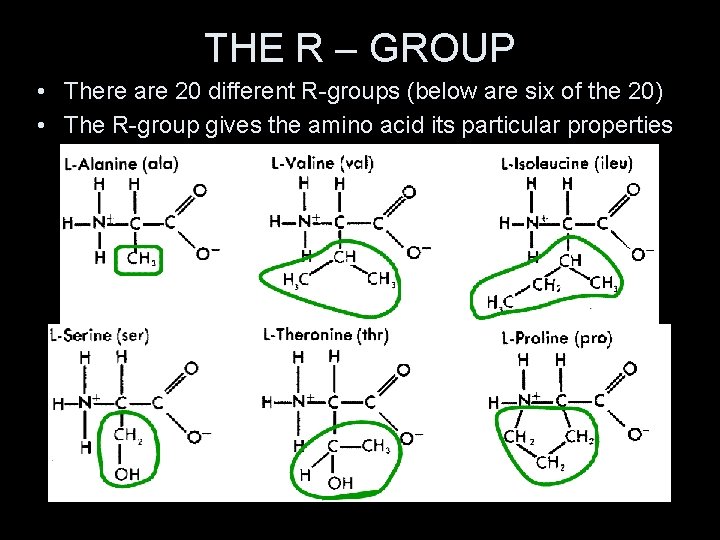 THE R – GROUP • There are 20 different R-groups (below are six of