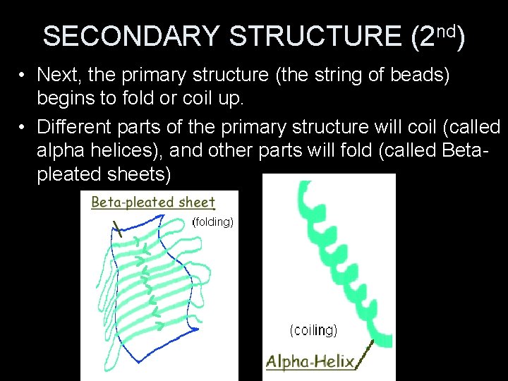 SECONDARY STRUCTURE (2 nd) • Next, the primary structure (the string of beads) begins