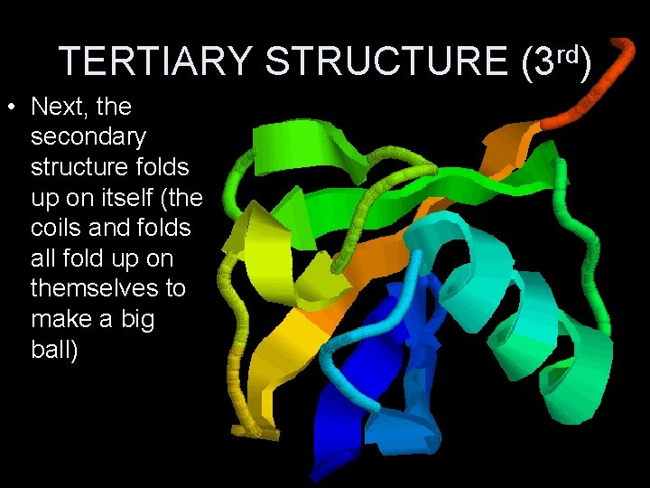 TERTIARY STRUCTURE (3 rd) • Next, the secondary structure folds up on itself (the