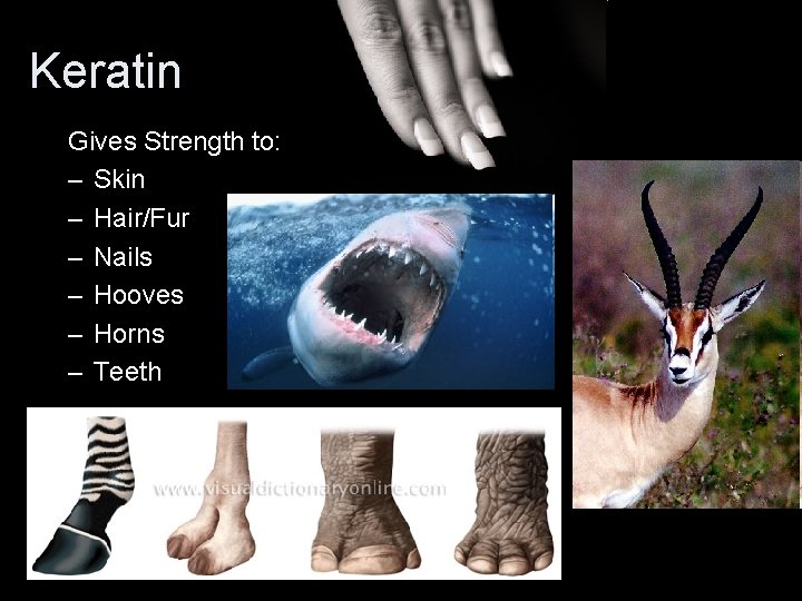 Keratin Gives Strength to: – Skin – Hair/Fur – Nails – Hooves – Horns