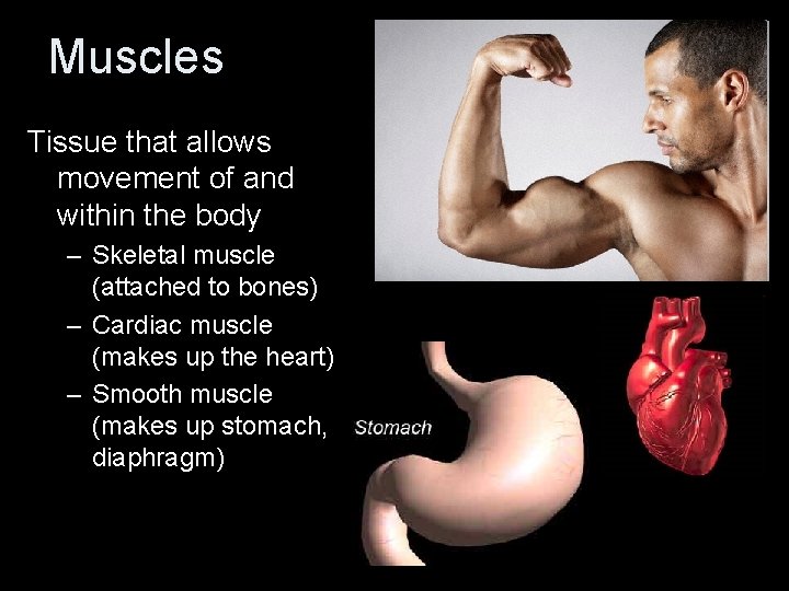 Muscles Tissue that allows movement of and within the body – Skeletal muscle (attached