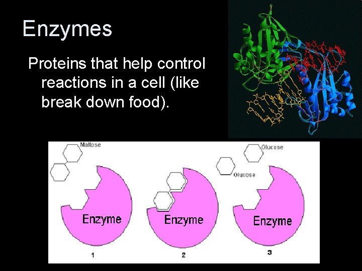Enzymes Proteins that help control reactions in a cell (like break down food). 